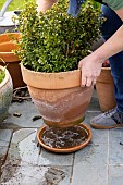 Emptying the cups under the plant pots to prevent the proliferation of mosquito larvae.