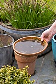 Emptying the cups under the plant pots to prevent the proliferation of mosquito larvae.