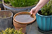 Emptying the cups under the plant pots to prevent the proliferation of mosquito larvae.