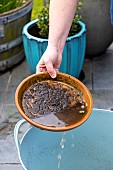 Emptying the cups under the plant pots to prevent the proliferation of mosquito larvae.