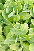Variegated Japanese Stonecrop, Sedum makinoi Variegatum, foliage
