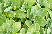 Variegated Japanese Stonecrop, Sedum makinoi Variegatum, foliage