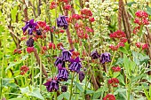 Alpine Columbine, Aquilegia alpina and Red valerian, Centranthus ruber, in bloom