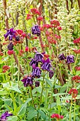 Alpine Columbine, Aquilegia alpina and Red valerian, Centranthus ruber, in bloom