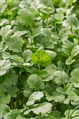 Coriander (Coriandrum sativum) leaves