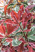 Photinia (Photinia x fraseri) Pink Marble in spring