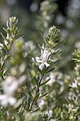 Coastal rosemary (Westringia fruticosa)