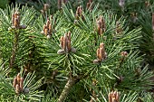 Dwarf Austrain pine (Pinus nigra) Agnes Bregeon in spring