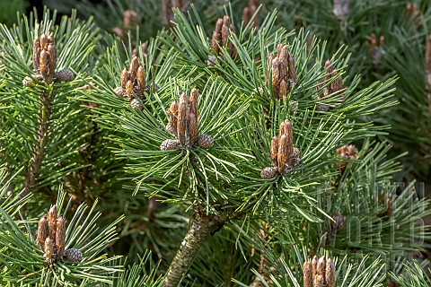 Dwarf_Austrain_pine_Pinus_nigra_Agnes_Bregeon_in_spring