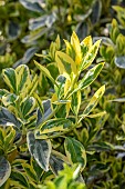 Japanese spindle (Euonymus japonicus) Bravo in spring