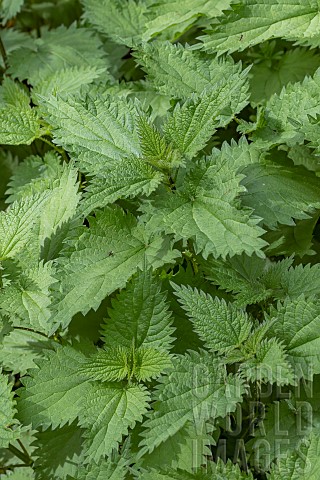 Stinging_nettle_Urtica_dioica_plants_in_spring