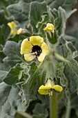 White henbane (Hyoscamus albus), Gard, France