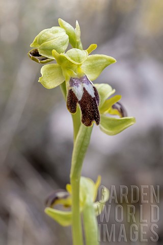 Sombre_bee_orchid_Ophrys_forestieri_BouchesduRhone_France
