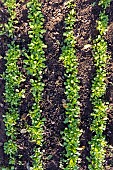 Row of Lambs lettuce in a garden, France, Moselle, autumn