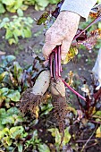 Harvesting beets in a garden, France, Moselle, autumn