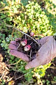 Tubers of Oca (Oxalis tuberosa), France, Moselle, autumn