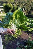 Picking of a very large lettuce, chicory Invernale in a vegetable garden, France, Moselle, autumn