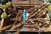 Preparing to transplant endives, France, Moselle, autumn