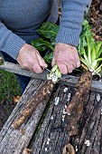 Preparing to transplant endives, France, Moselle, autumn