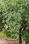 Alsace plum tree, France, Bas Rhin, summer