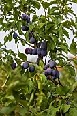 Alsace plum tree, France, Bas Rhin, summer