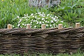 Braided hazelwood border, France, Brittany, spring