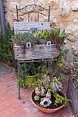 Decorative chair with pots of succulents, on a terrace, France, Var, summer