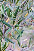 Olive tree in fruit, France, Var, summer