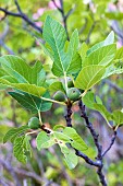 Fig tree in fruit, France, Var, summer