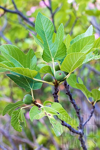 Fig_tree_in_fruit_France_Var_summer