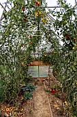 Tomatoes in a permaculture greenhouse, France, Vosges, autumn