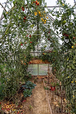 Tomatoes_in_a_permaculture_greenhouse_France_Vosges_autumn