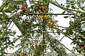 Tomatoes in a permaculture greenhouse, France, Vosges, autumn