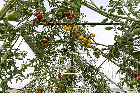 Tomatoes_in_a_permaculture_greenhouse_France_Vosges_autumn