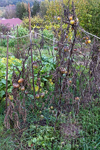 Tomatoes_attacked_by_mildew_inlate_season_France_Vosges_autumn