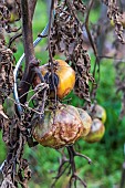 Tomatoes attacked by mildew inlate season, France, Vosges autumn