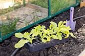 Planting lettuce in a greenhouse, France, Pas de Calais, spring