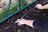 Installation of a micro-porous pipe in a greenhouse, France, Pas de Calais, spring