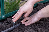 Installation of a micro-porous pipe in a greenhouse, France, Pas de Calais, spring