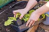 Planting lettuce in a greenhouse, France, Pas de Calais, spring