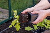 Planting lettuce in a greenhouse, France, Pas de Calais, spring