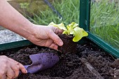 Planting lettuce in a greenhouse, France, Pas de Calais, spring