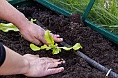 Planting lettuce in a greenhouse, France, Pas de Calais, spring