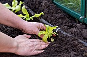 Planting lettuce in a greenhouse, France, Pas de Calais, spring