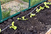 Planting lettuce in a greenhouse, France, Pas de Calais, spring