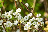 Bridalwreath Spiraea, Spiraea prunifolia Plena, flowers