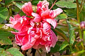 Tree Peony, Paeonia Madame Stuart Low, flower
