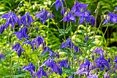 Alpine Columbine, Aquilegia alpina, flowers
