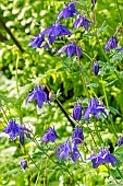 Alpine Columbine, Aquilegia alpina, flowers
