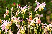 mac kana Columbine hybrid, Aquilegia x cultorum McKana Hybrid, flowers